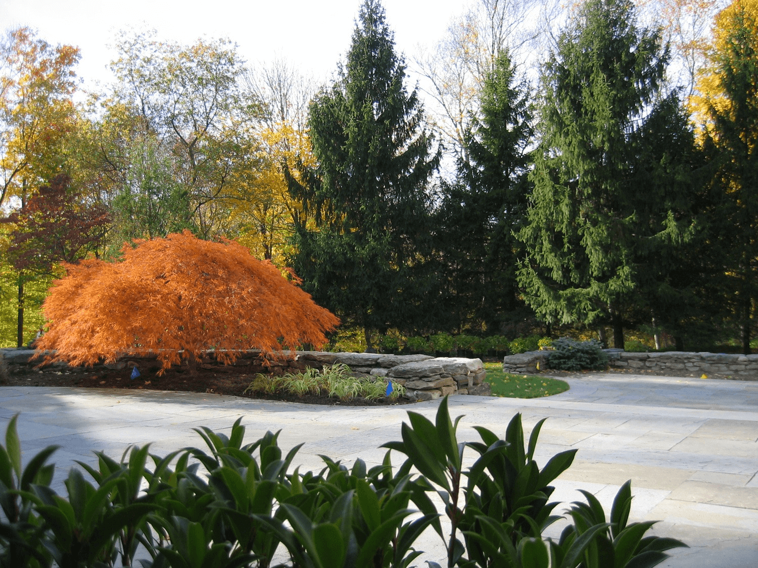 Orange tree in park for luxury garden design