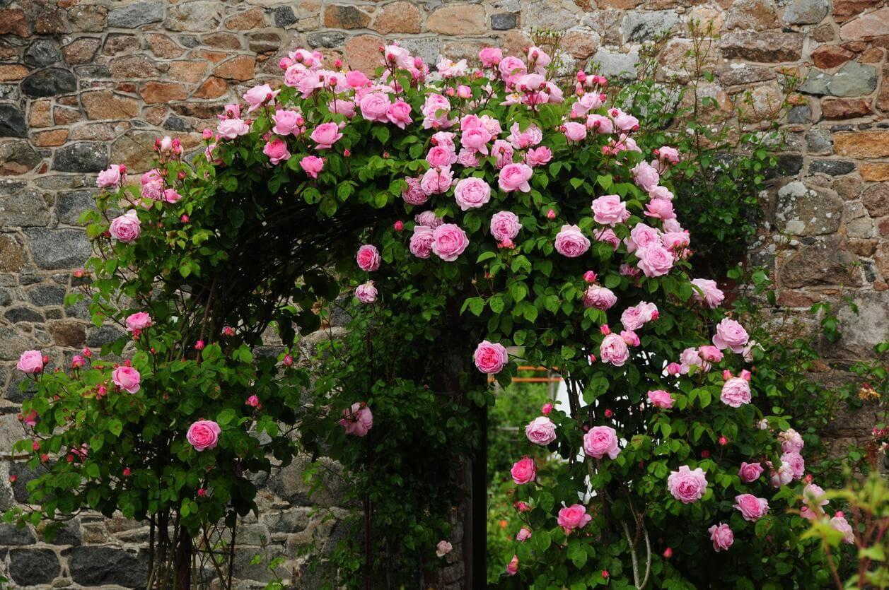Pink flowers growing on building exterior