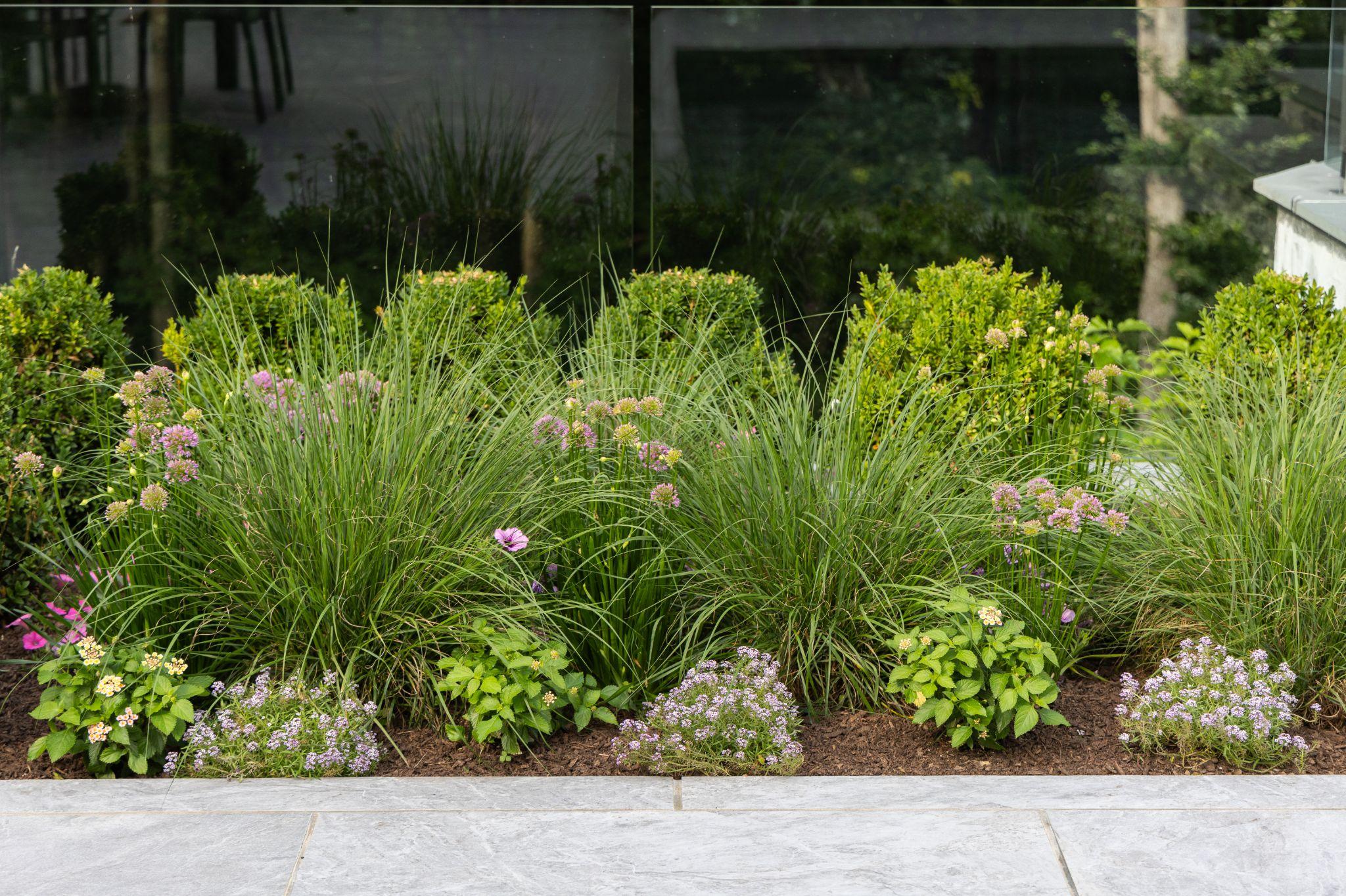 Professional softscaping featuring ornamental grasses, flowering perennials, and structured planting along a stone walkway