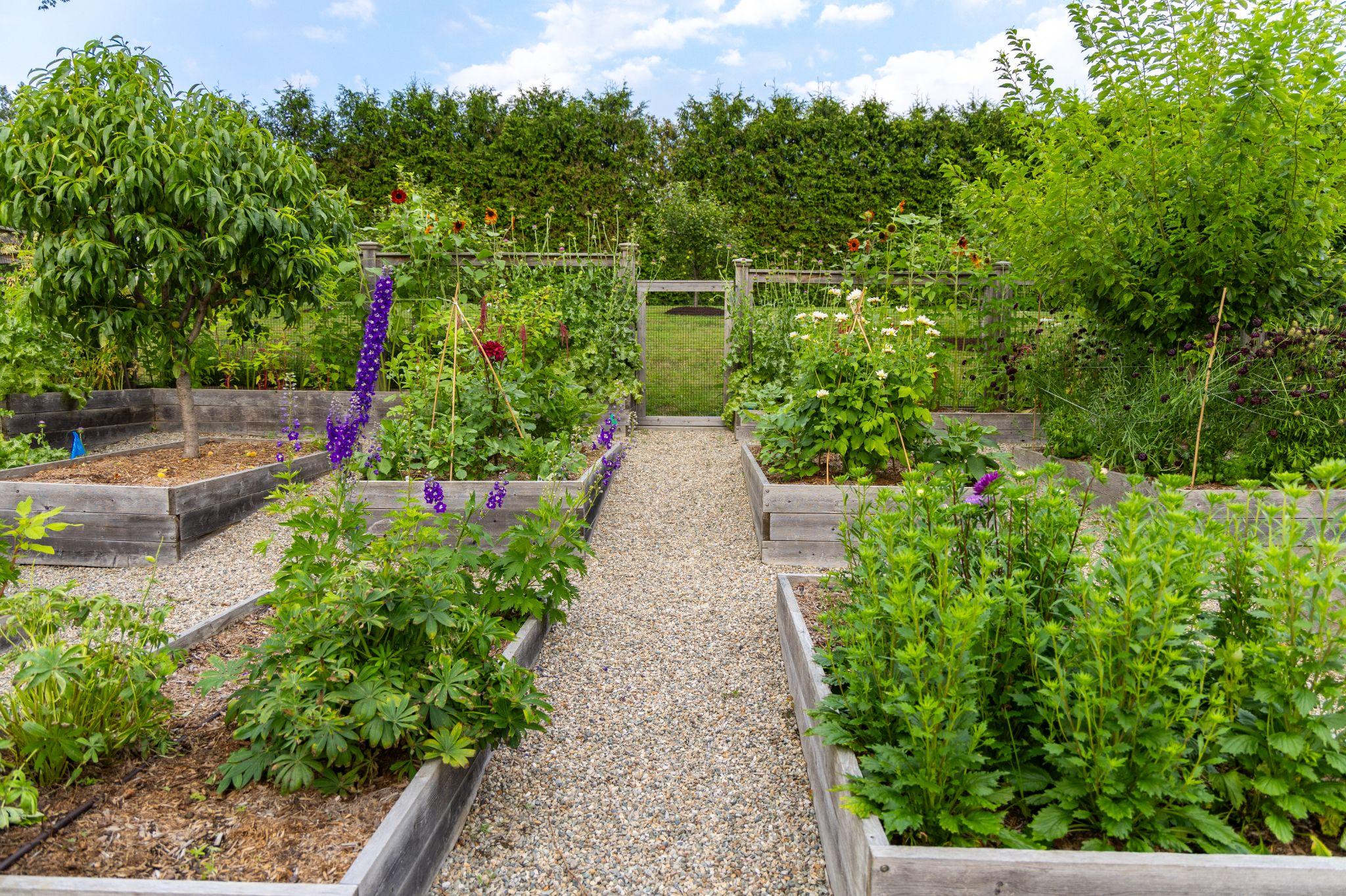 Raised garden beds with structured planting, gravel pathways, and seasonal vegetables in a residential landscape